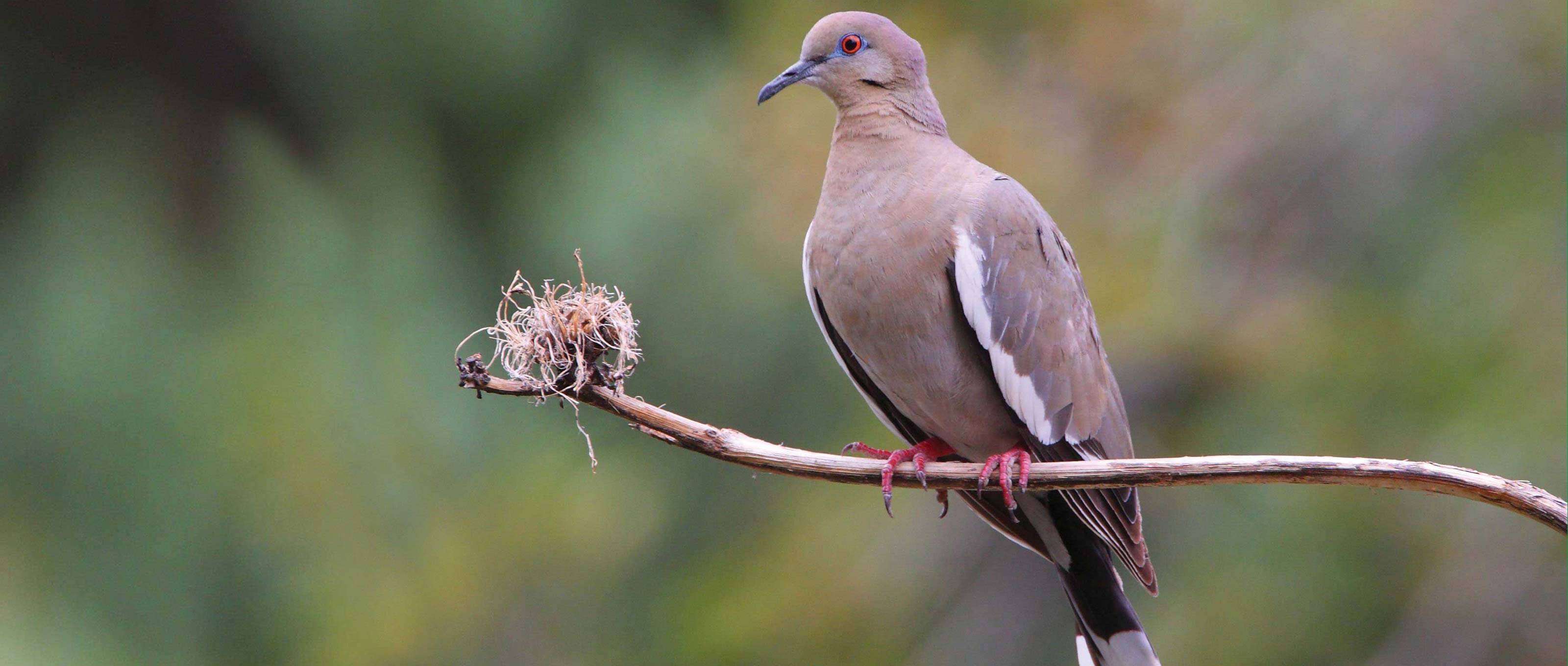 Dove Hunting in Medina County